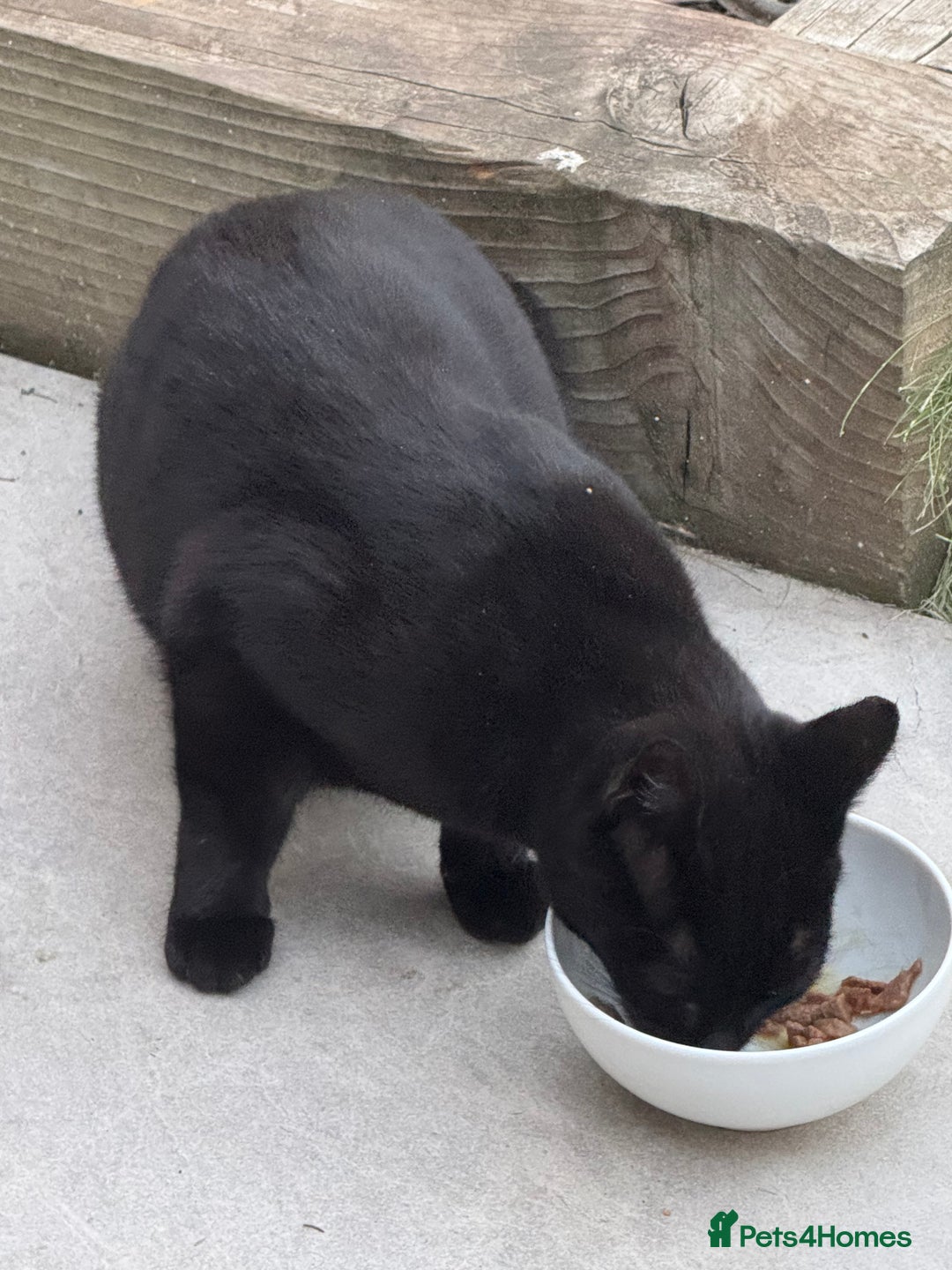 Domestic Shorthair cats for sale: Kitten Looking for a Loving Home - Image 4