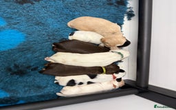 Cocker Spaniel dogs for sale: READY FOR NEW HOMES CAN LEAVE homes health tested  - Image 15