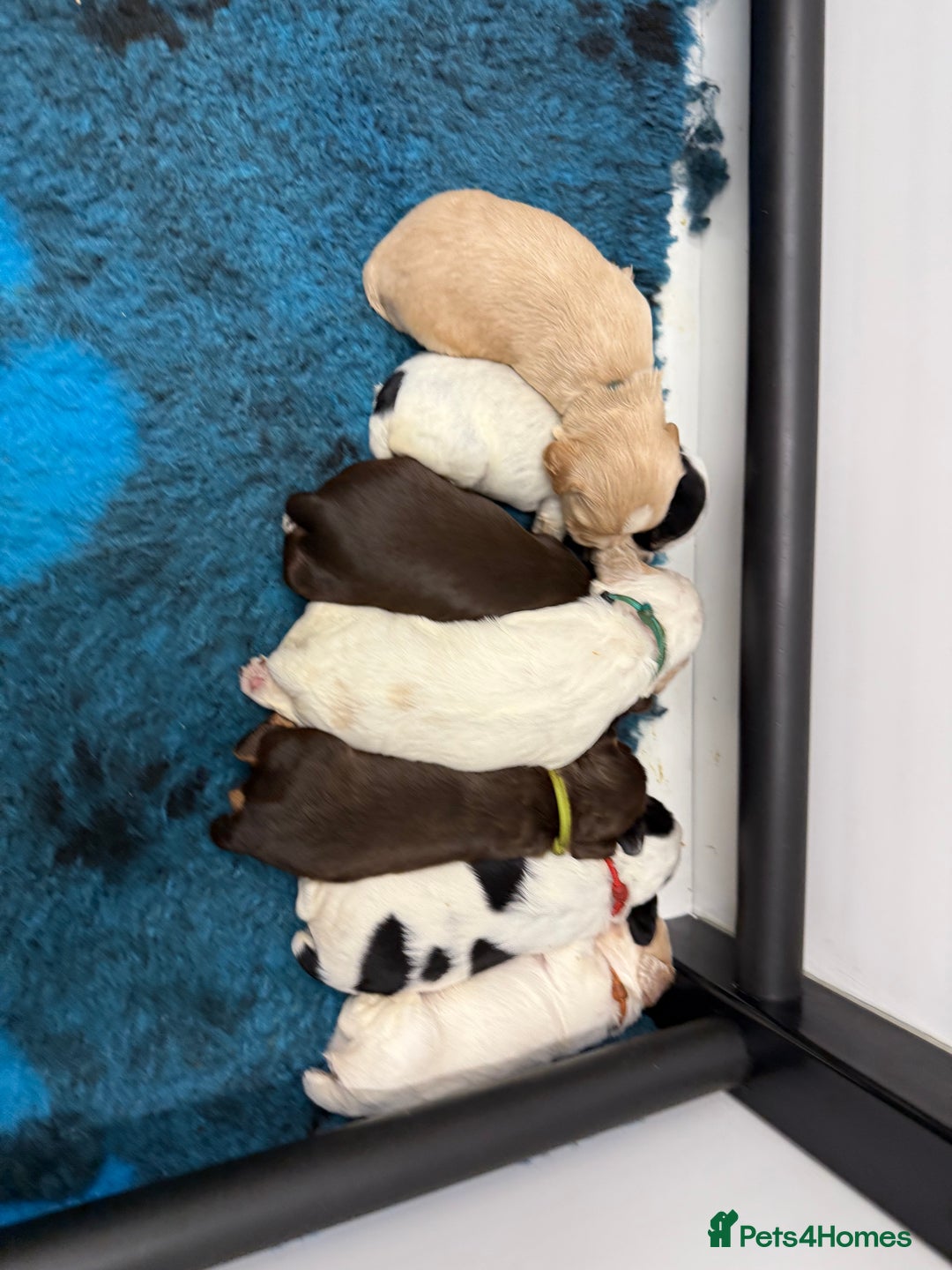 Cocker Spaniel dogs for sale: READY FOR NEW HOMES CAN LEAVE homes health tested  - Image 15