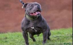Staffordshire Bull Terrier dogs for sale: Blue Staffordshire Bull Terrier Champion Pups  - Image 11