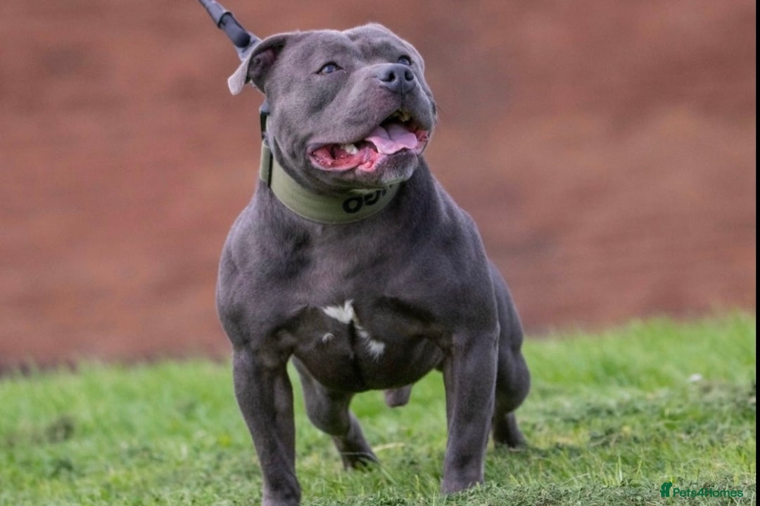 Staffordshire Bull Terrier dogs for sale: Blue Staffordshire Bull Terrier Champion Pups  - Image 11