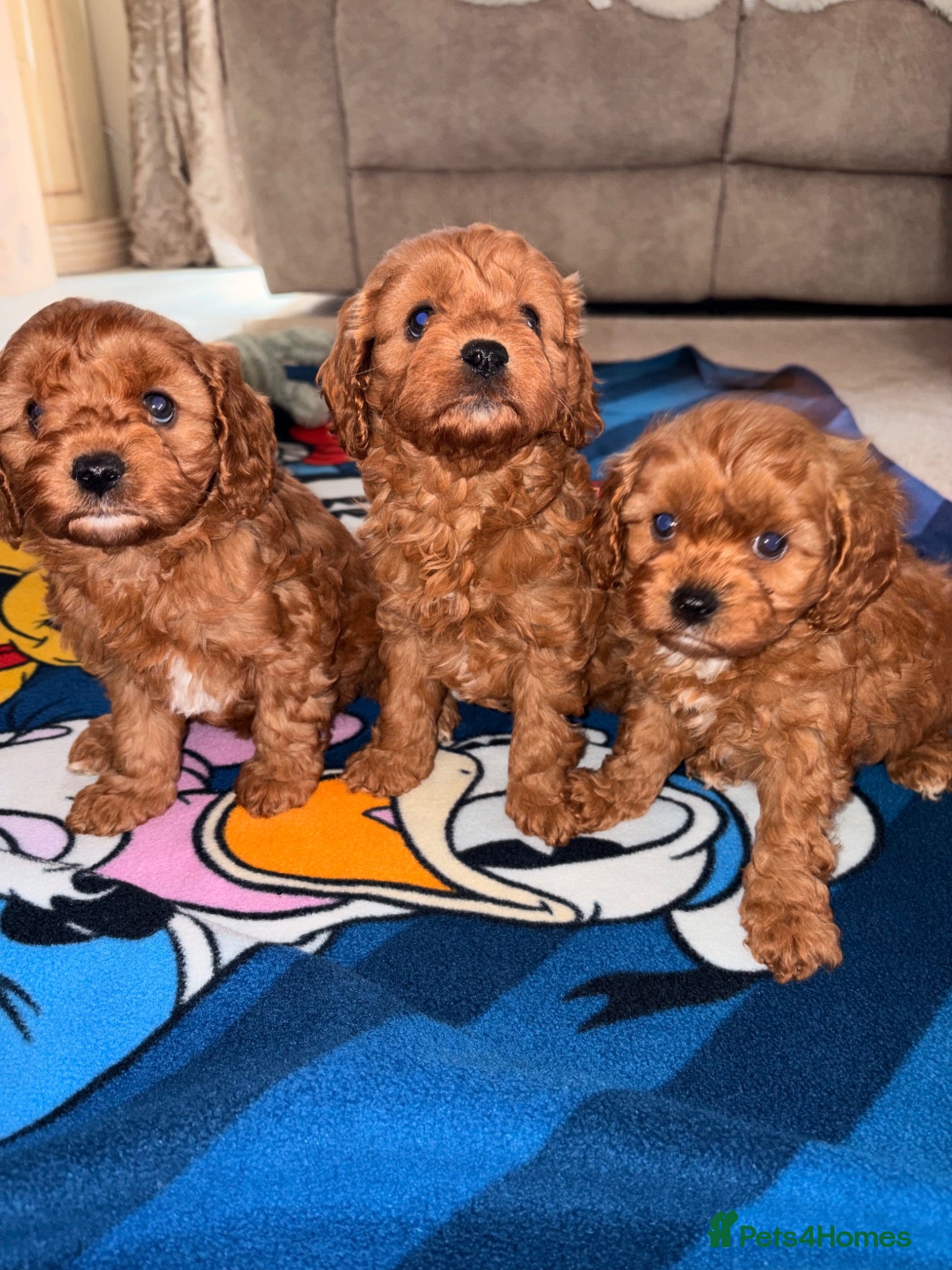Cavapoo dogs 5⭐️ toy cavapoo puppy’s  - Advert 5