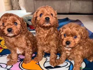 Cavapoo dogs 5⭐️ toy cavapoo puppy’s - Advert 5