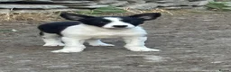 Border Collie dogs for sale: Beautiful pups - Advert 5