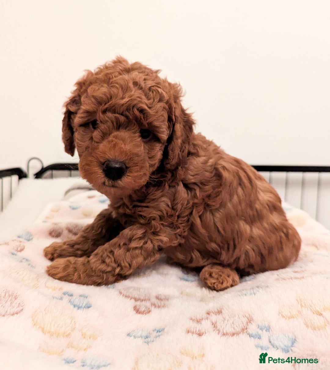 Miniature Poodle dogs for sale: Red miniature poodle pups-parentsDNA health tested - Advert 11