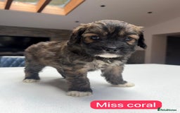 Saint Bernard dogs for sale: Outstanding Mini Saint Bernadoodle Puppies - Image 22