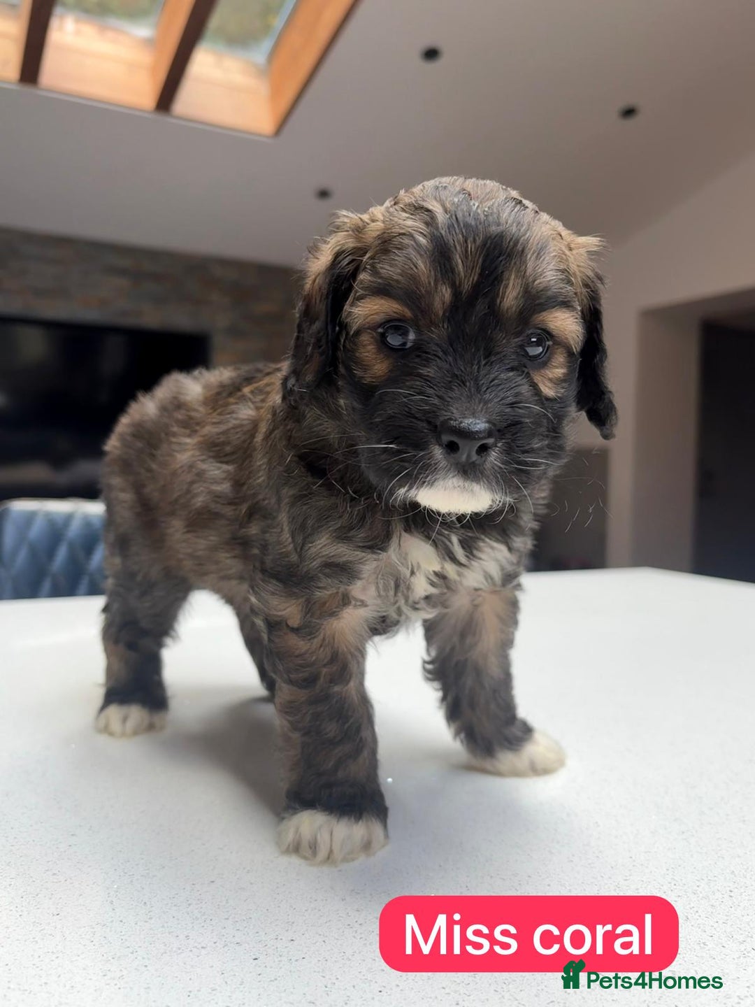Saint Bernard dogs for sale: Outstanding Mini Saint Bernadoodle Puppies - Image 22