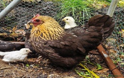 Chickens poultry for sale: Bantam family, hen, cockerel and 7 chicks - Image 4