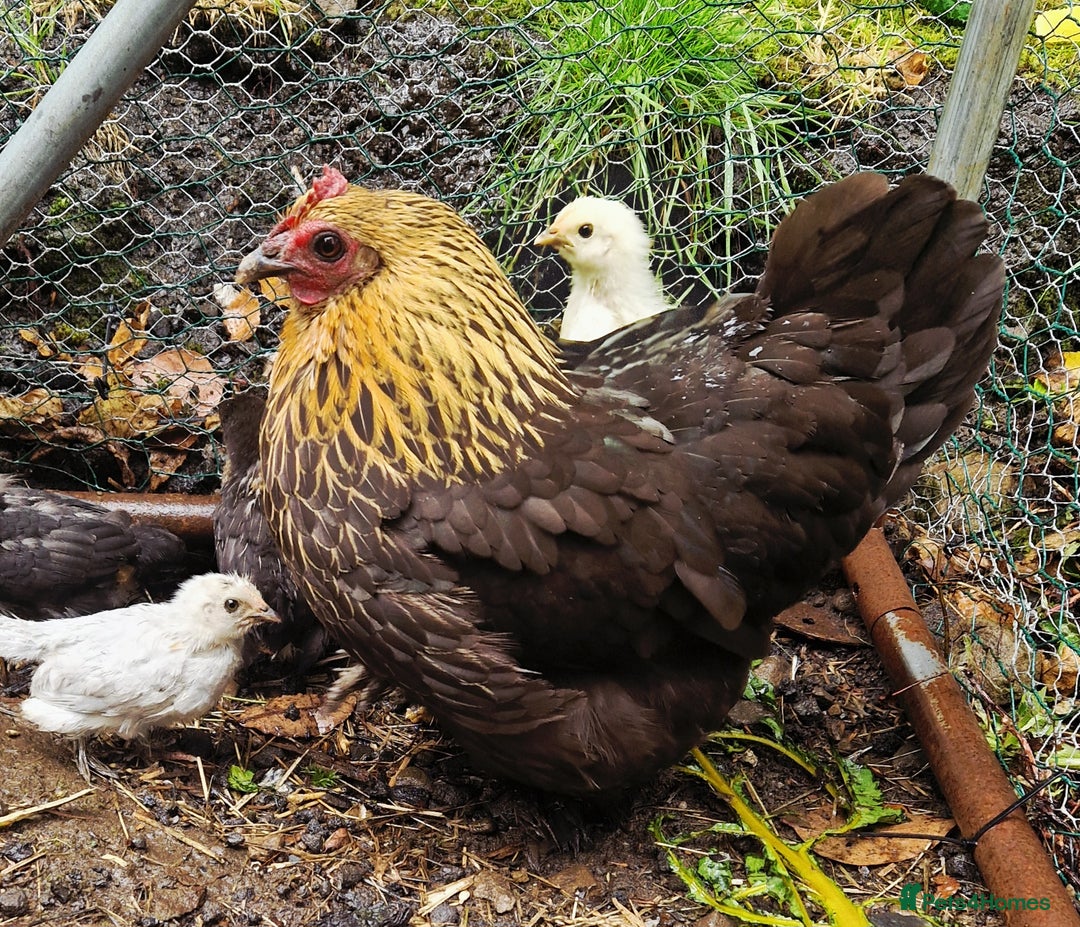 Chickens poultry for sale: Bantam family, hen, cockerel and 7 chicks - Image 4