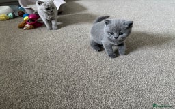 British Shorthair cats for sale: Chunky Lilac & blue bsh kittens  - Image 14