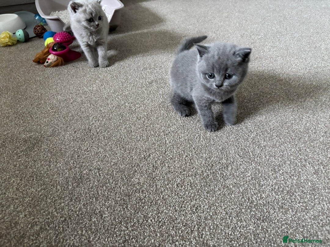 British Shorthair cats for sale: Chunky Lilac & blue bsh kittens  - Image 14