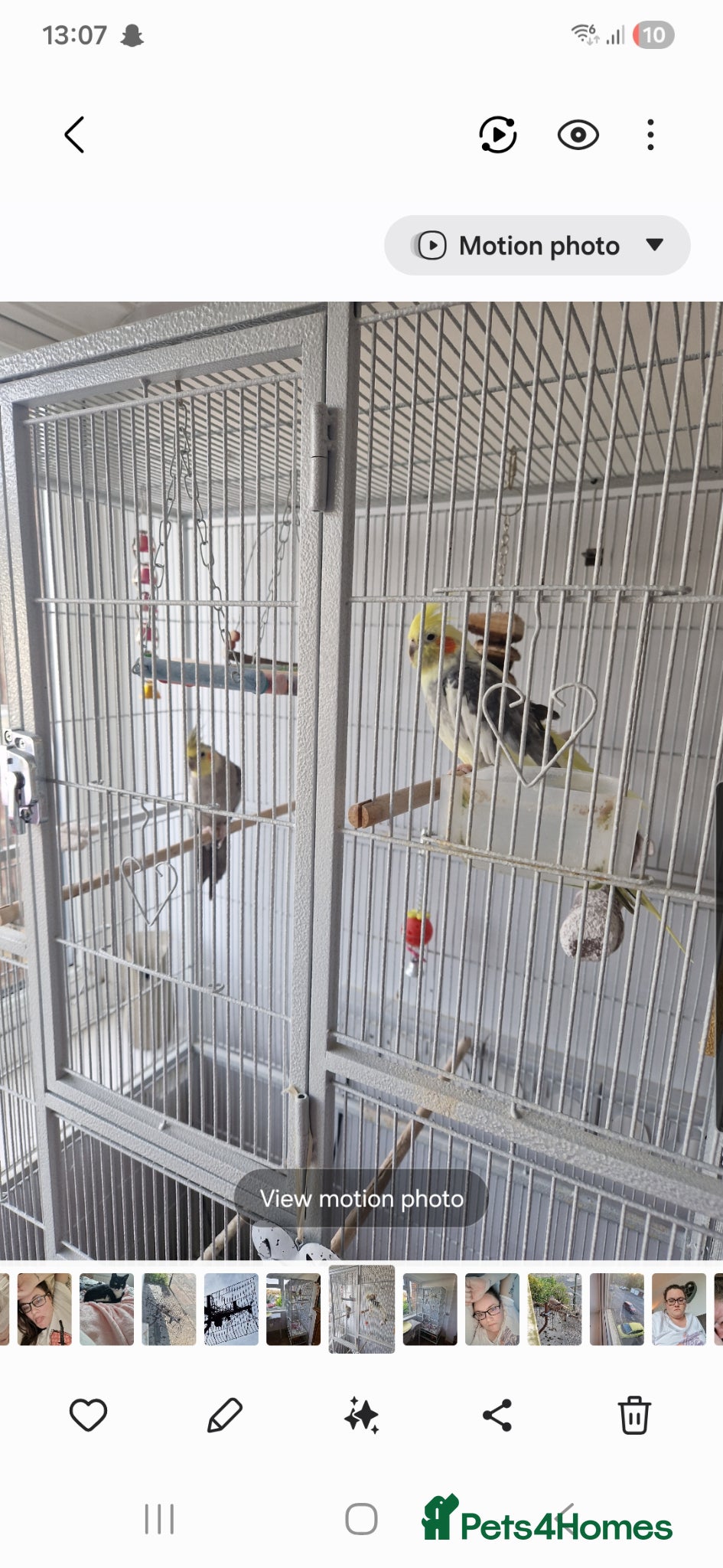 Cockatiels birds 2 x male cockatiels + cage needing a new home  - Advert 1