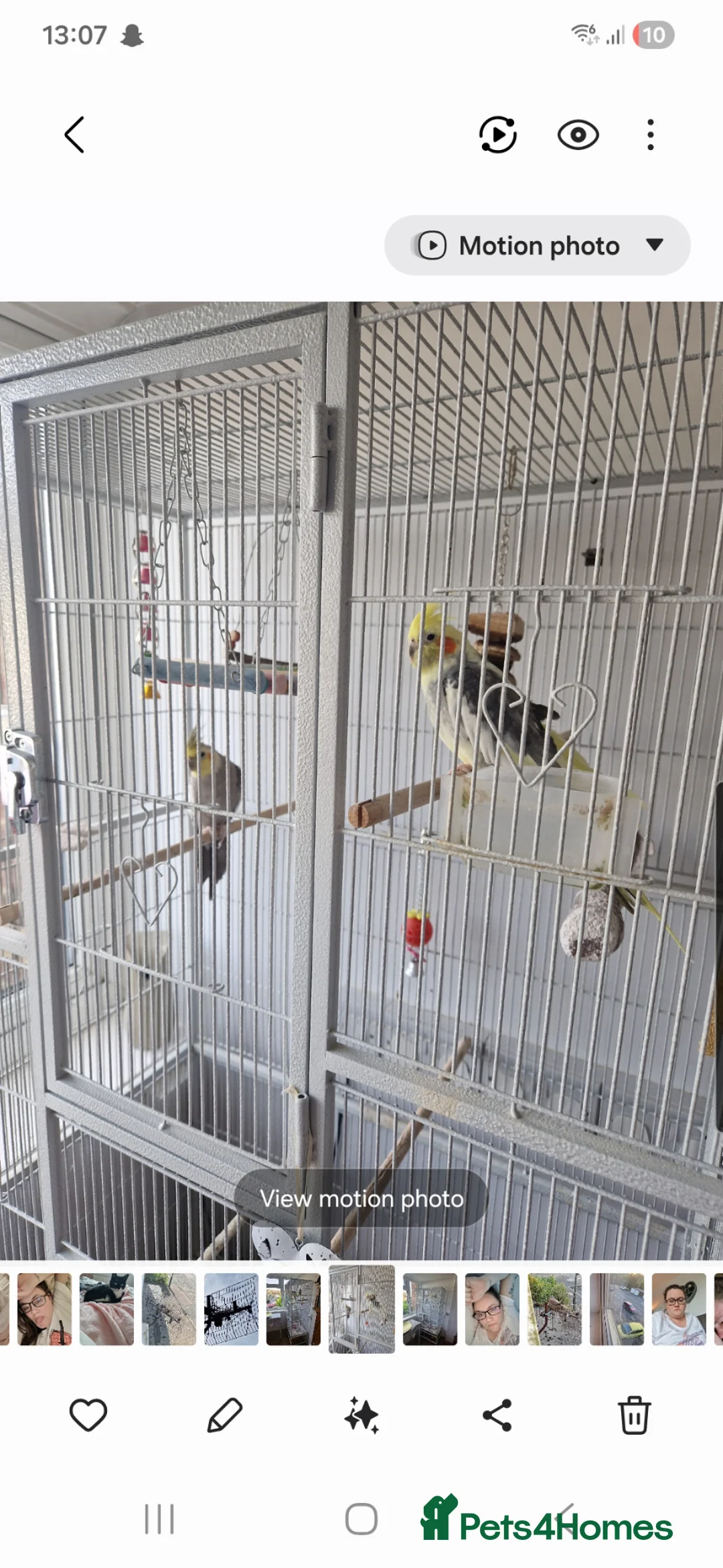 Cockatiels birds for sale: 2 x male cockatiels + cage needing a new home  in Westerham - Advert 1