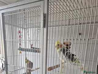 Cockatiels birds 2 x male cockatiels + cage needing a new home - Advert 1