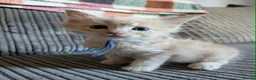 Ragcoon cats for sale: Beautiful Ragcoon Litter - Advert 4