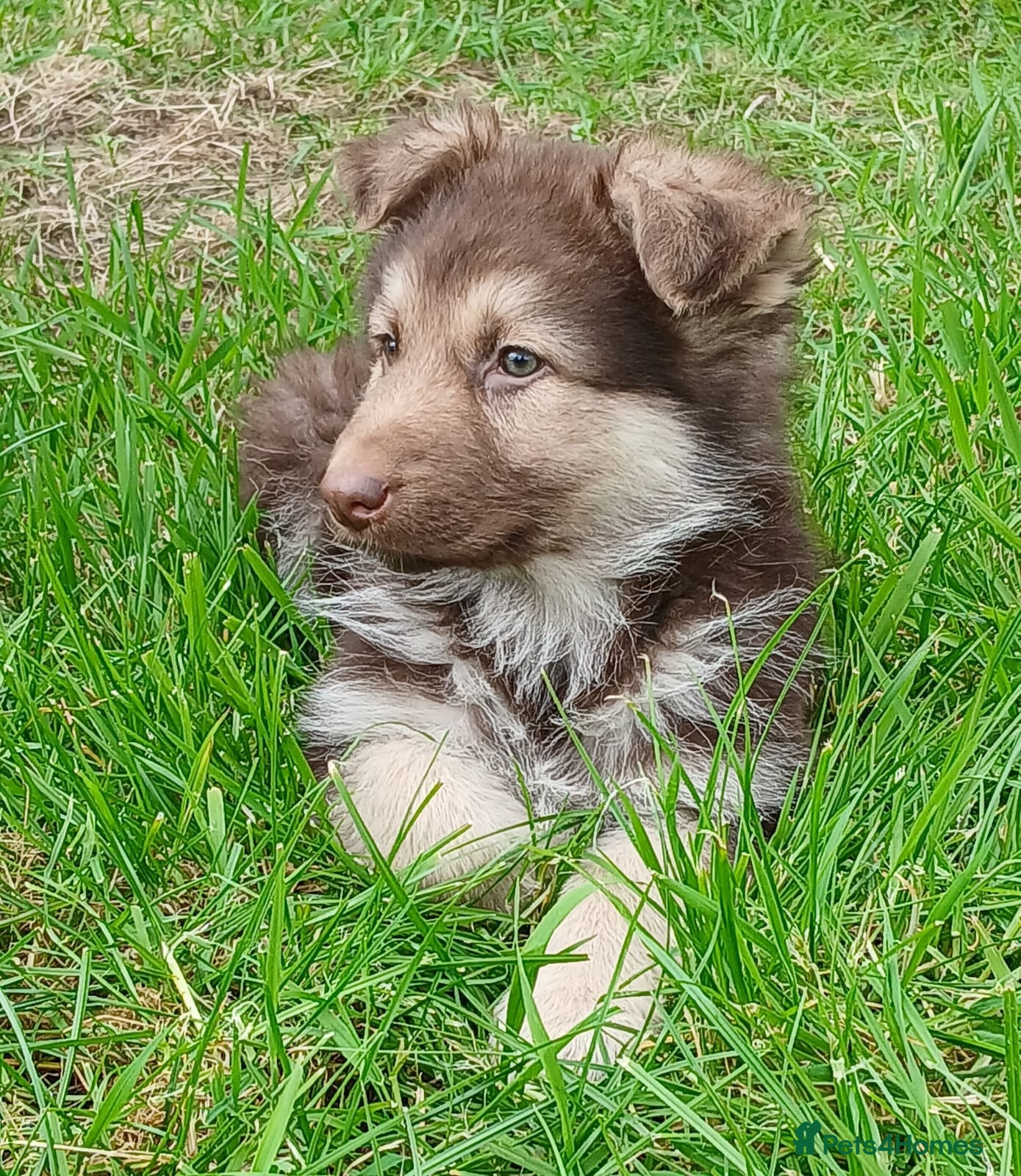German Shepherd dogs GSD Rare Isabella puppies - Advert 1