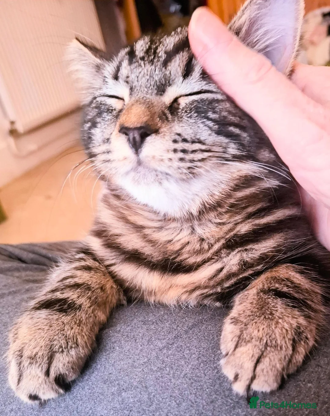 Mixed Breed cats for sale: Looking for a Good home for my Tabby Male Kitten  in Banbury - Advert 1