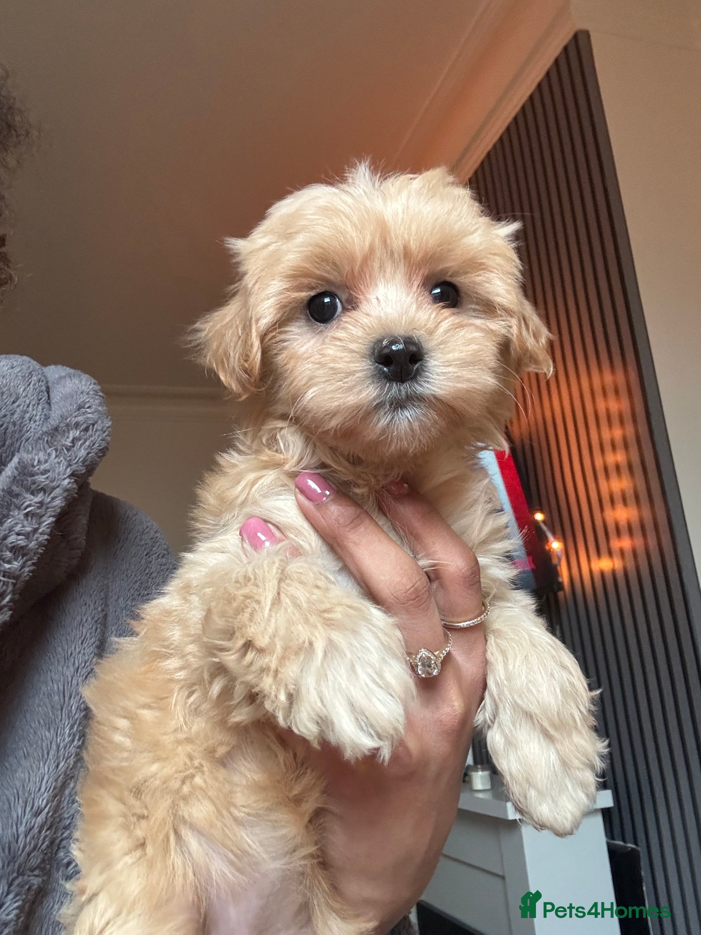 Mixed Breed dogs 4 beautiful cavapoochon puppies ready  - Advert 1