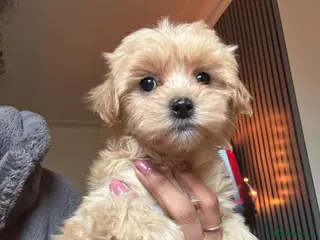 Mixed Breed dogs 4 beautiful cavapoochon puppies ready - Advert 1