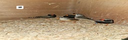 Finches birds for sale: Zebra finch   - Advert 4