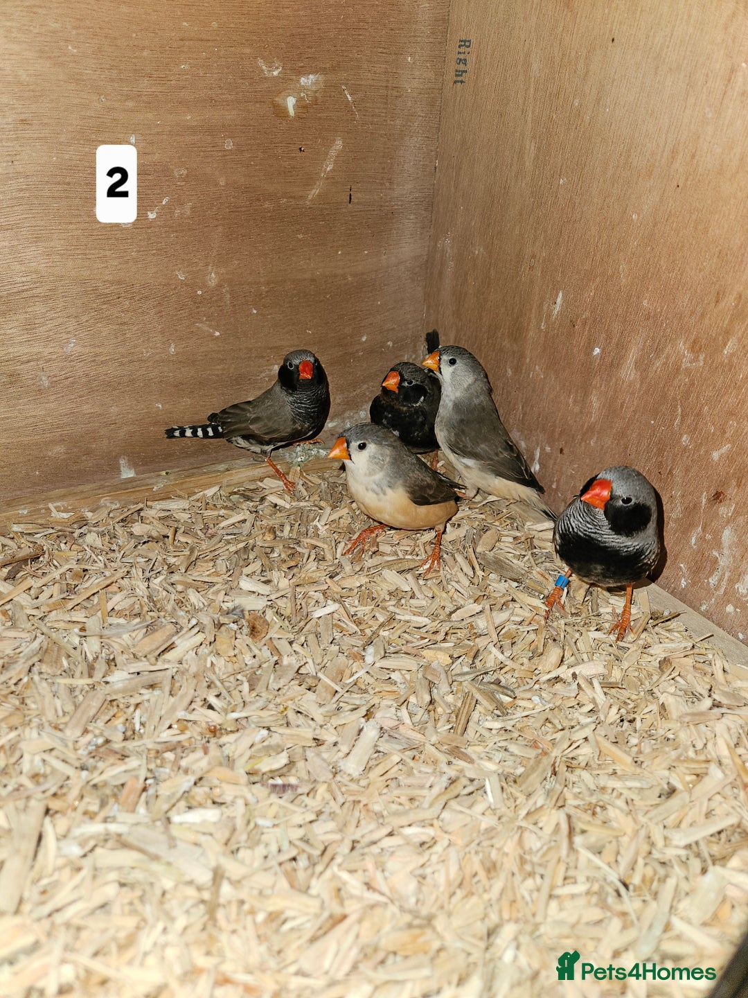 Finches birds for sale: Zebra finch   - Advert 4