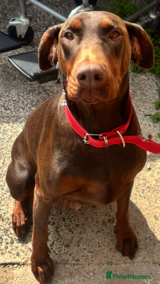 Dobermann dogs Beautiful Doberman puppues - Advert 3