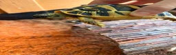 Tortoise reptiles for sale: Western Hermanns tortoise  - Advert 2