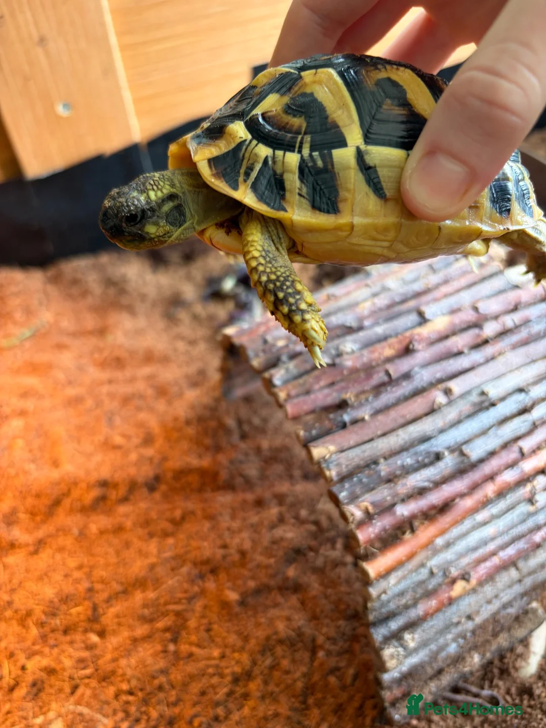 Tortoise reptiles for sale: Western Hermanns tortoise  - Advert 2