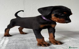 Dobermann dogs for sale: European Doberman Puppies - Champion Bloodline - Image 12