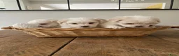 Mixed Breed dogs for sale: Lhatese puppies  - Advert 1