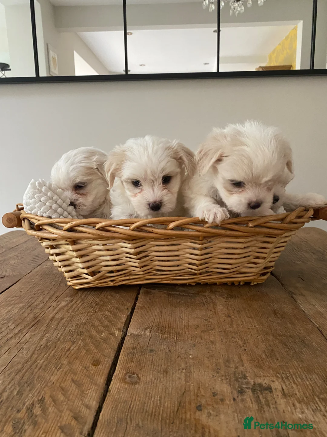 Mixed Breed dogs for sale: Lhatese puppies  - Advert 1