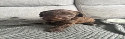Sproodle dogs for sale: Quality f2b sproodles PRA Clear - Advert 10