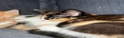 Mixed Breed cats for sale: 4 beautiful rag doll x kitten. 1 boy and 3 girls. - Advert 7