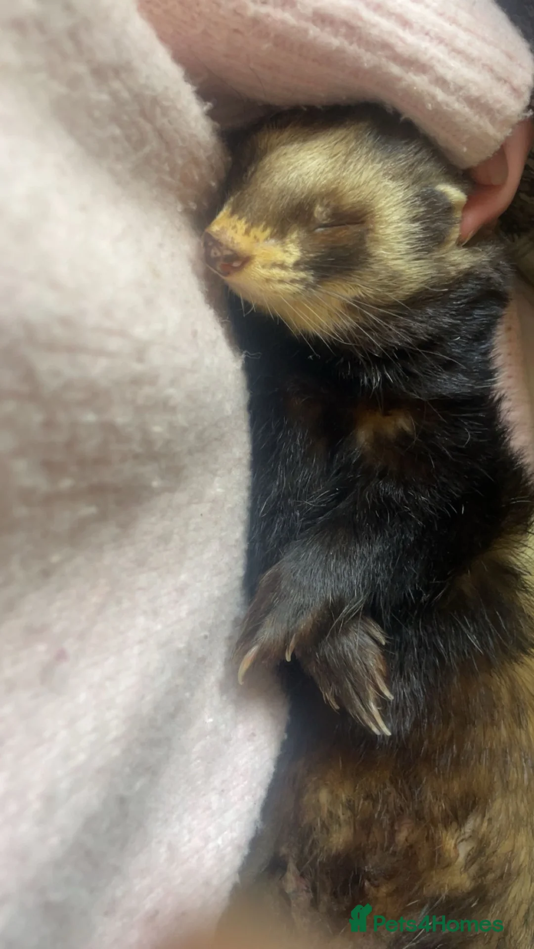 Ferret rodents for sale: Male ferret  - Advert 2