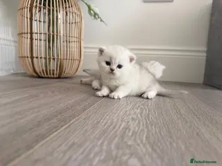 Scottish Fold cats Scottish Fold & Straight Kittens - Advert 1