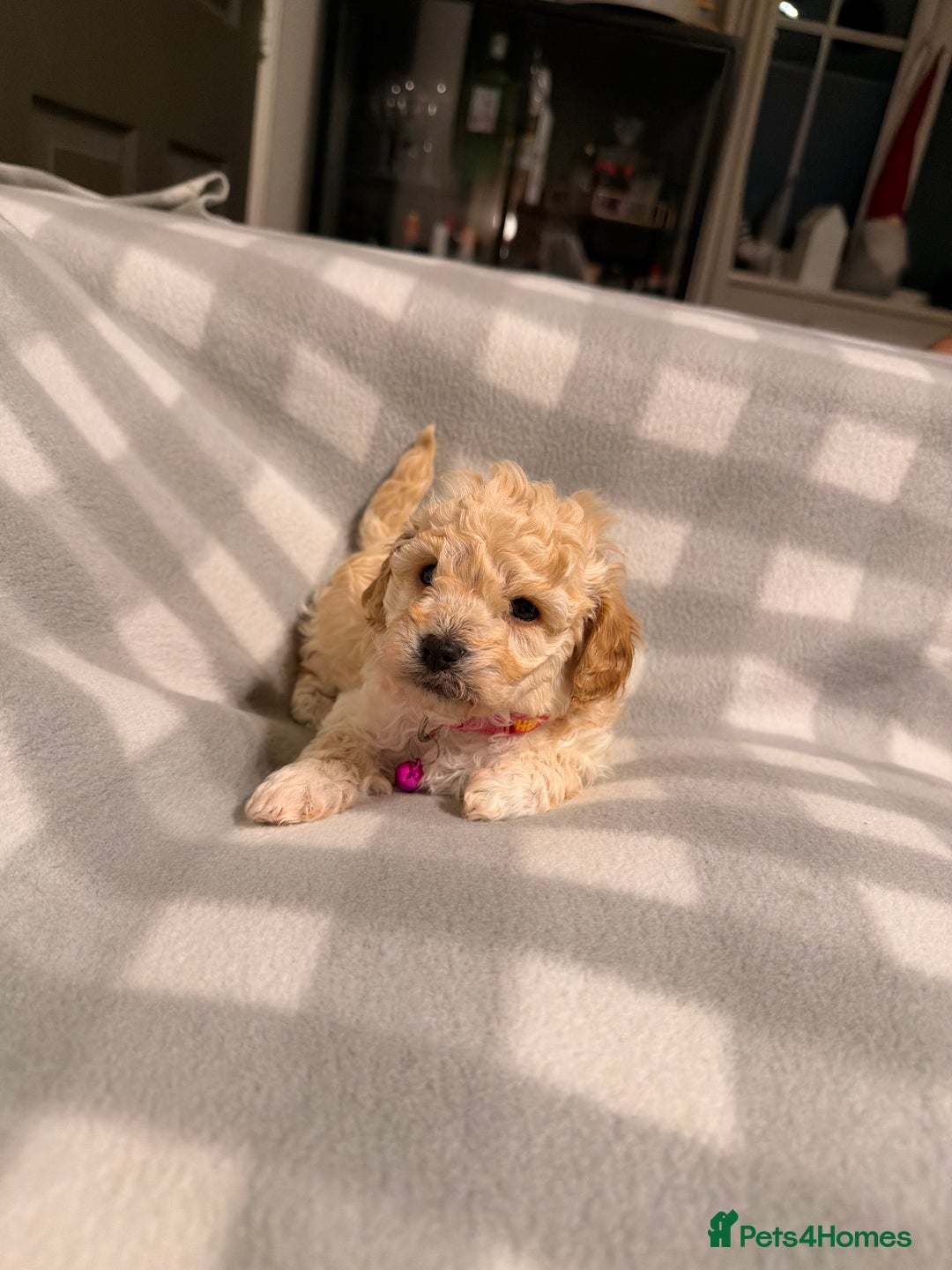 Cavapoochon dogs for sale: Cavapoochon Puppies Available From 12th January - Advert 5