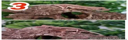 Gecko reptiles for sale: Crested Gecko babies  - Advert 3