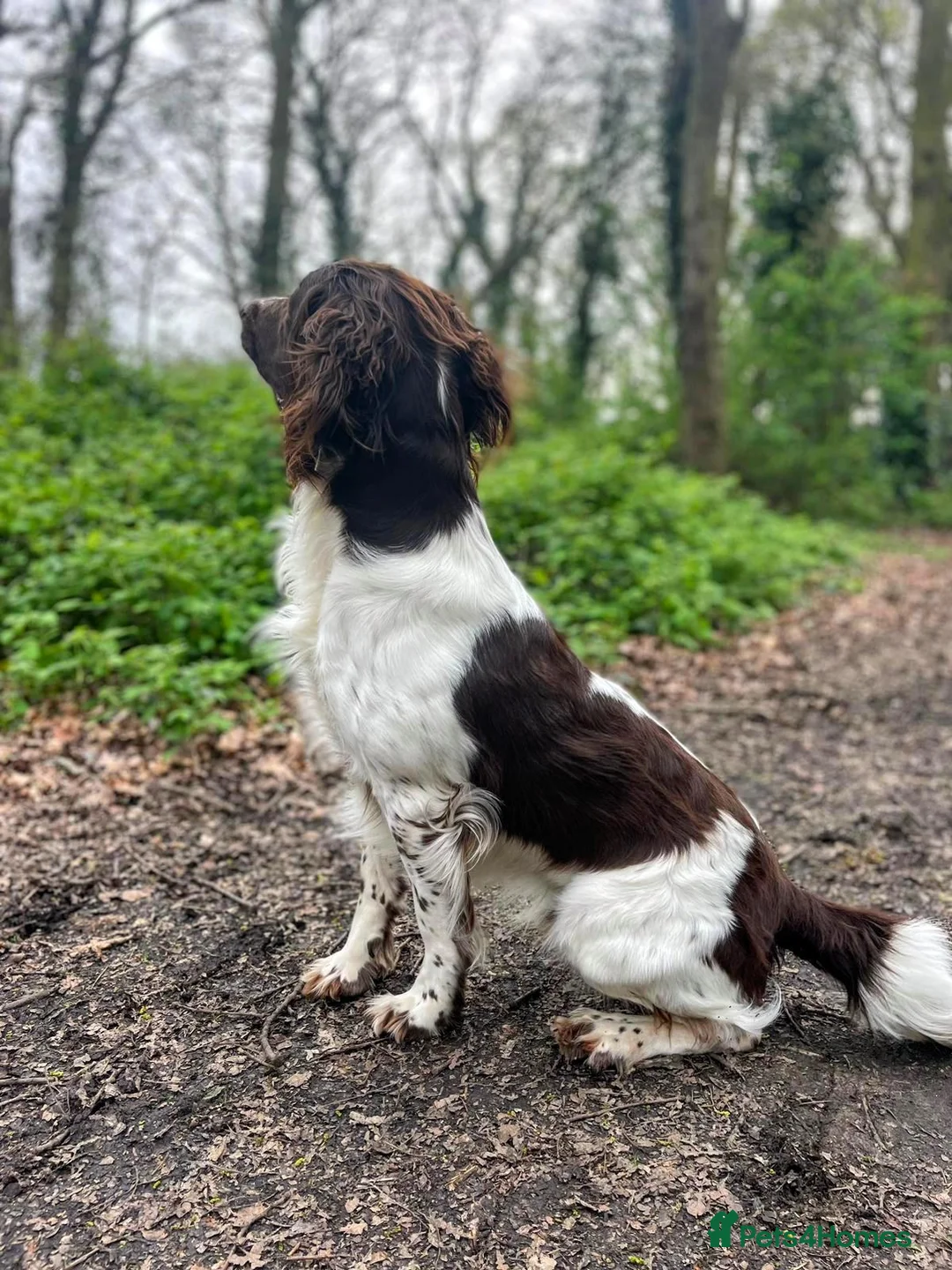 English Springer Spaniel dogs for stud: COI 5.9% English Springer Spaniel STUD  in Clacton-on-Sea - Advert 6