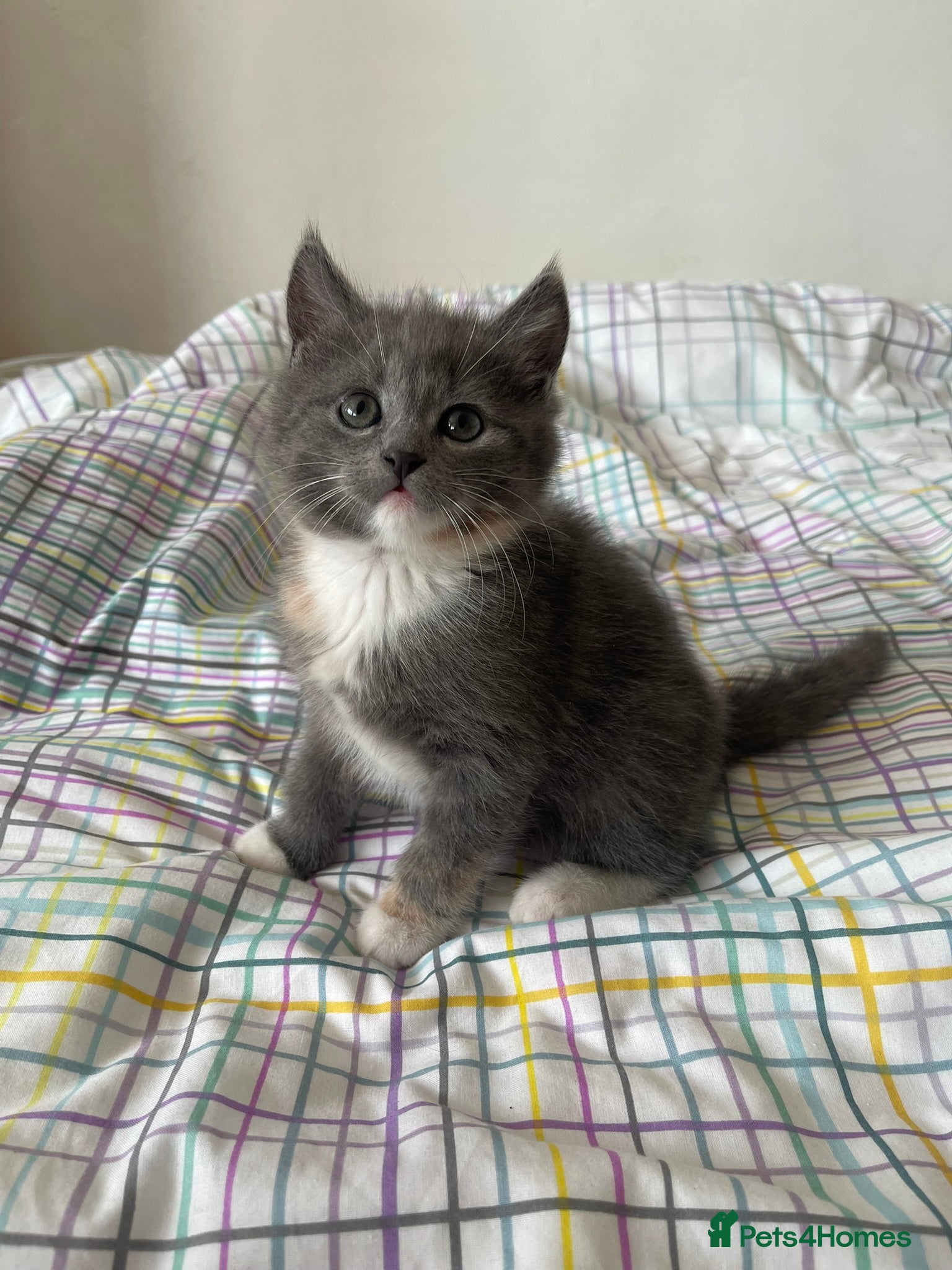 Mixed Breed cats 3/4 Maine Coon Kitten - Advert 1