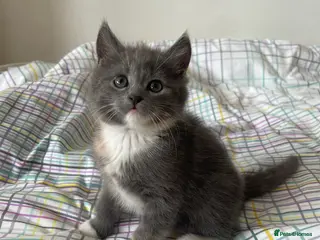 Mixed Breed cats 3/4 Maine Coon Kitten - Advert 11