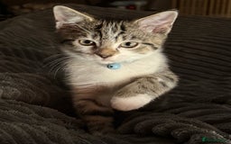 Domestic Shorthair cats for sale: Neo & Luca - Two Male Kittens 11 weeks old(Bonded) - Image 2