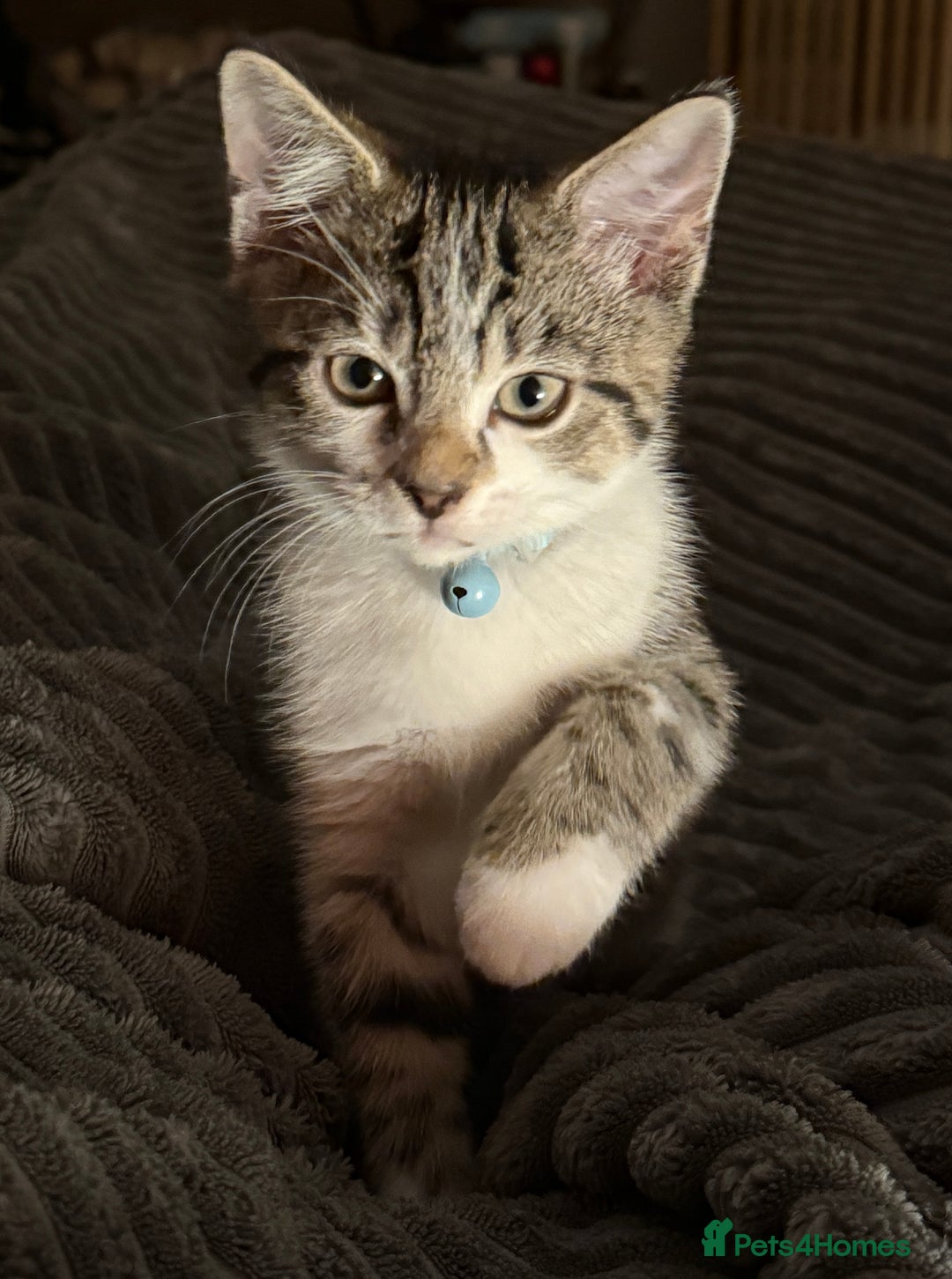 Domestic Shorthair cats for sale: Neo & Luca - Two Male Kittens 11 weeks old(Bonded) - Image 2