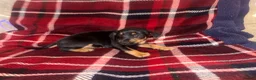 Mixed Breed dogs for sale: Jack Russell cross patterdale - Advert 8