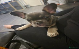 French Bulldog dogs for sale: Beautiful Belle - Image 2