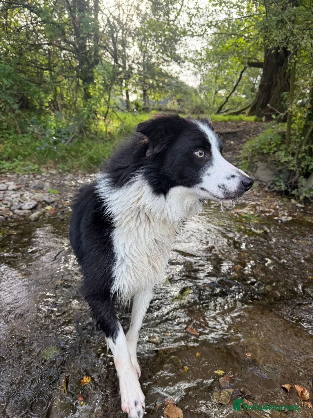 Border Collie dogs for sale: Doug  - Advert 2