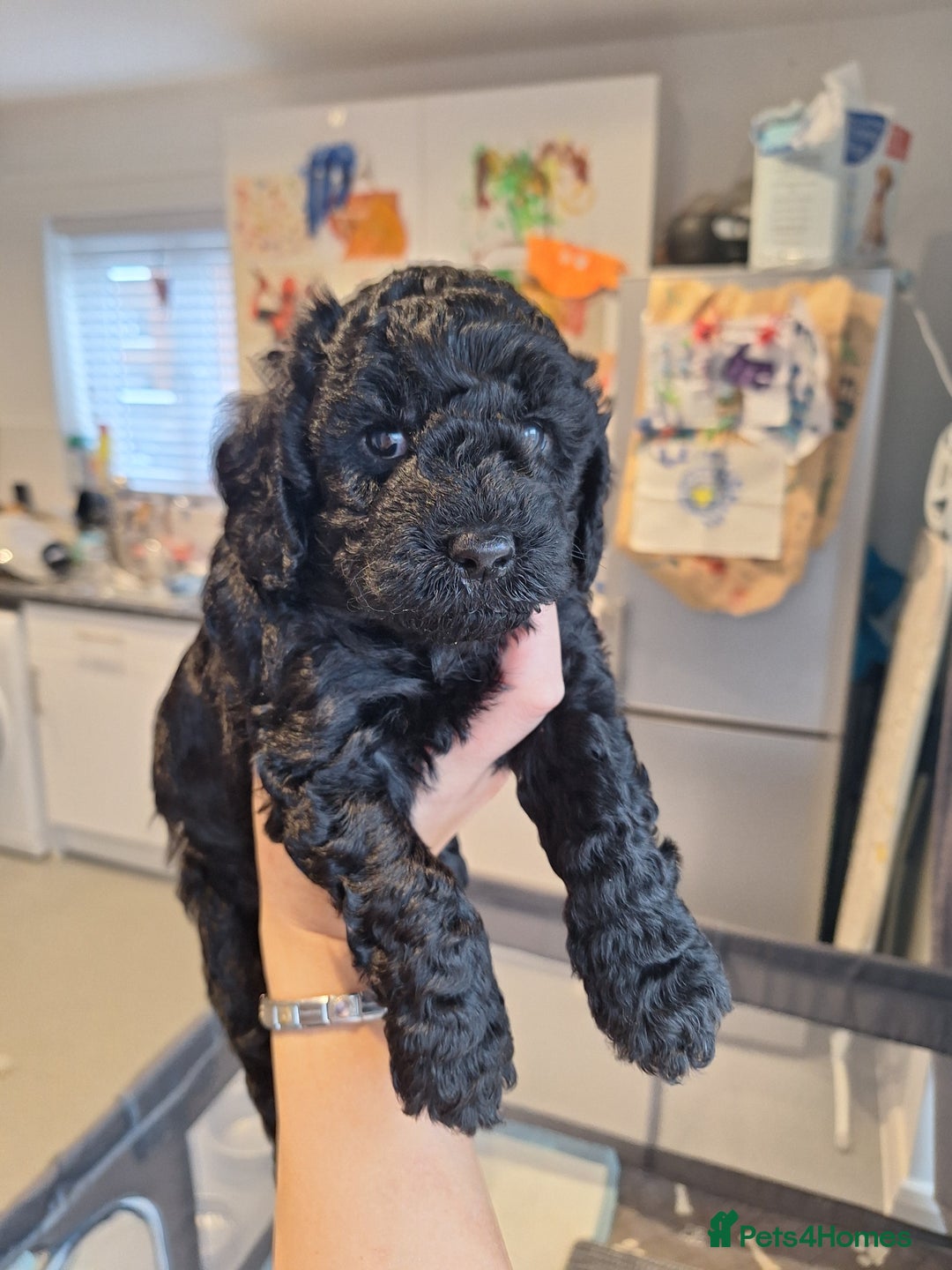 Sproodle dogs for sale: Sproodle Merle puppies  - Advert 21