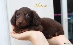 Miniature Dachshund dogs for sale: Long Haired Miniature Dachshunds😍 - Image 2