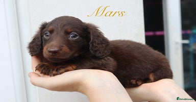 Miniature Dachshund dogs - Advert 9