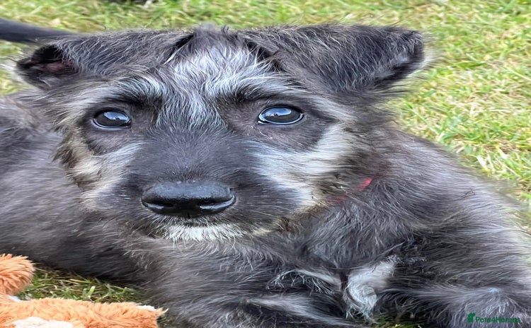 Irish Wolfhound dogs - Advert 13