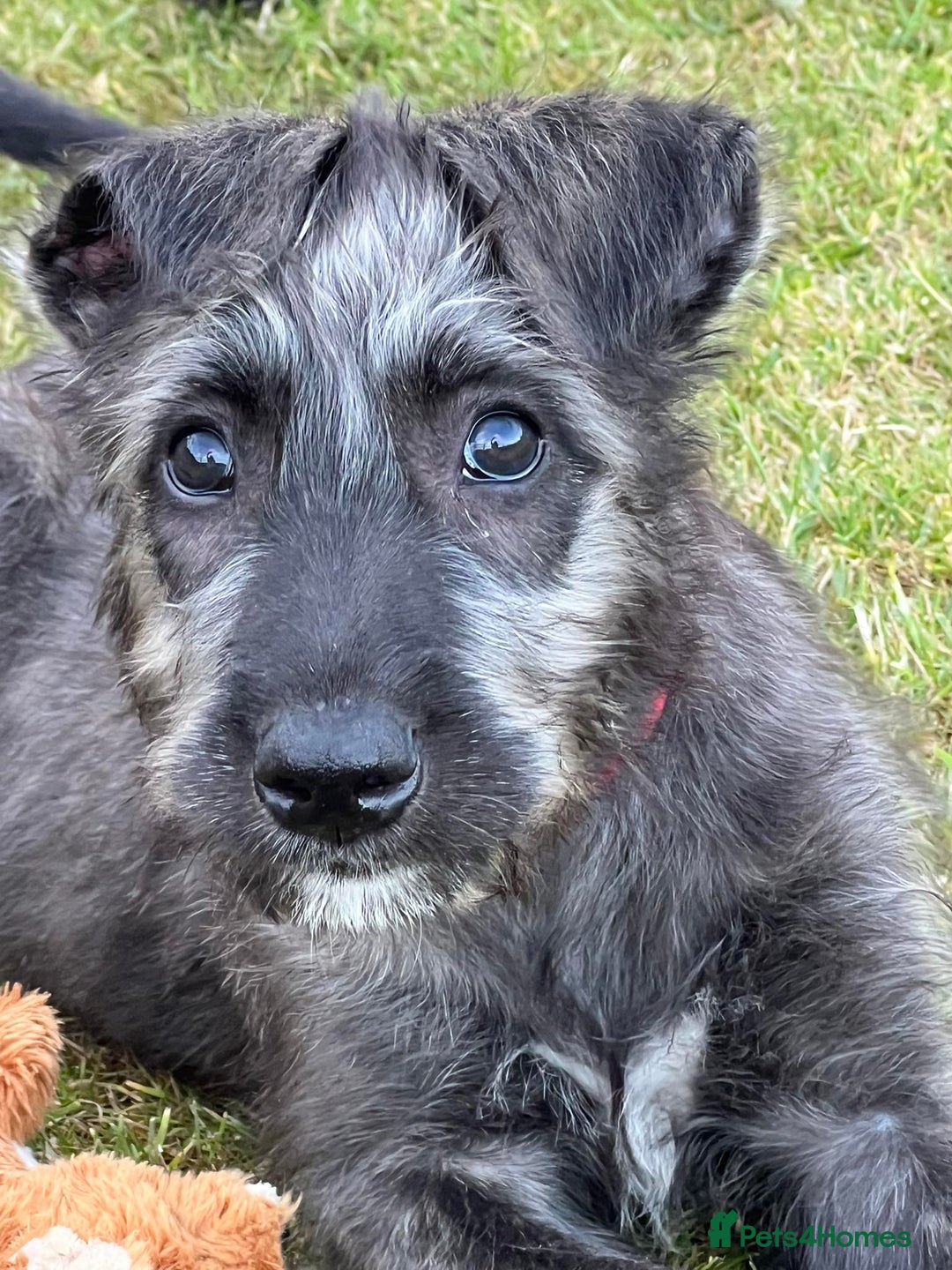 Irish Wolfhound dogs for sale: KC REGISTERED FEMALE IWH PUPPIES - Image 1
